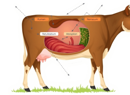 Cow Digestive System: A Ruminant's Guide to Grazing