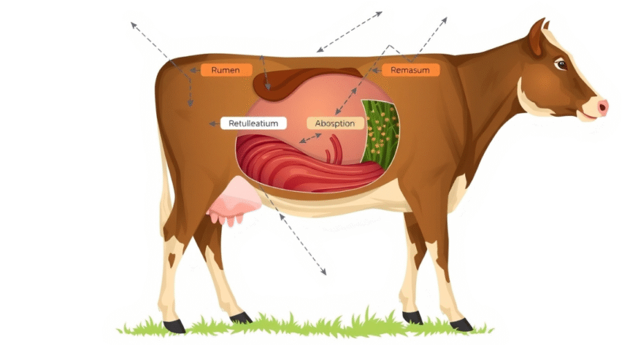 Cow Digestive System: A Ruminant's Guide to Grazing